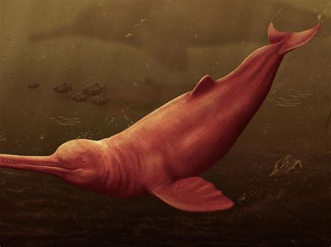 New Extinct Species of Giant Dolphin Discovered in Peru From a 16 ...