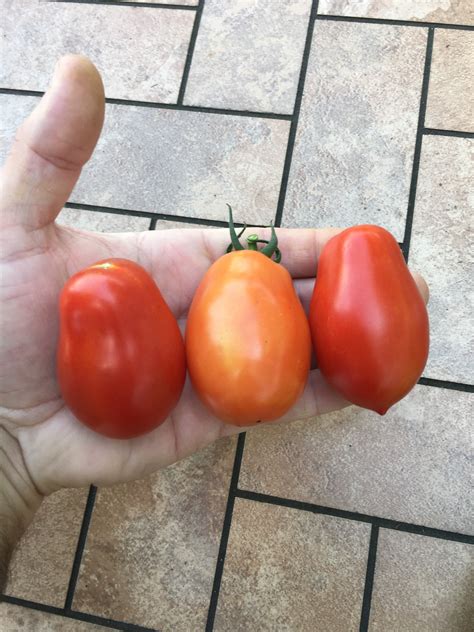 Roma Tomato – Jesse's Best Tomato Plants