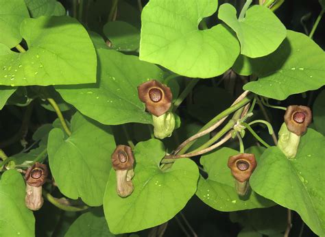 Aristolochia manshuriensis - Изображение особи - Плантариум
