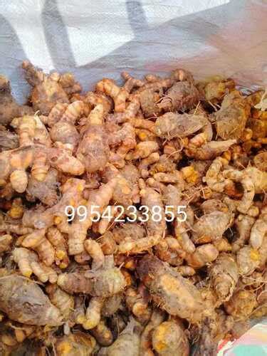 Raw Turmeric at Best Price in Nagaon, Assam | Sa Agro Enterprise