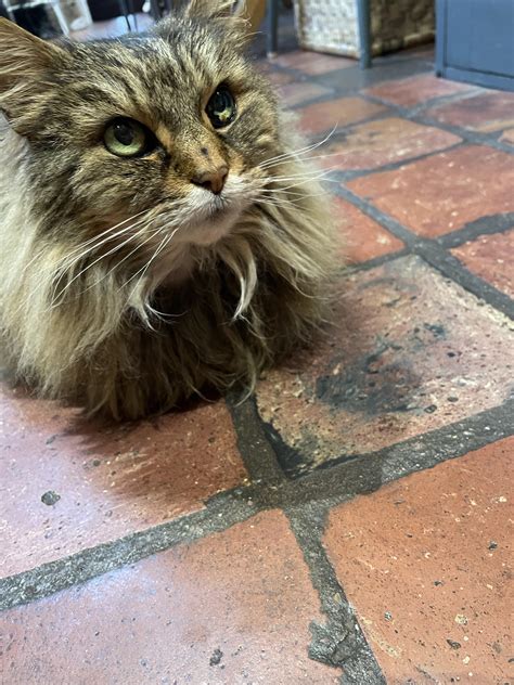 My beautiful 14 year old cat has to be put down on Wednesday. My heart