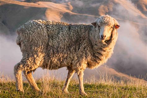Merinos – Apex Eurasia Livestock Import Export Consulting