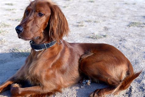 20 Interesting Facts About Irish Setters: The Energetic and Friendly ...