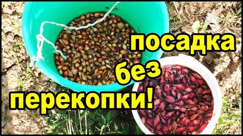 Лук севок посадка по ленивому! - YouTube