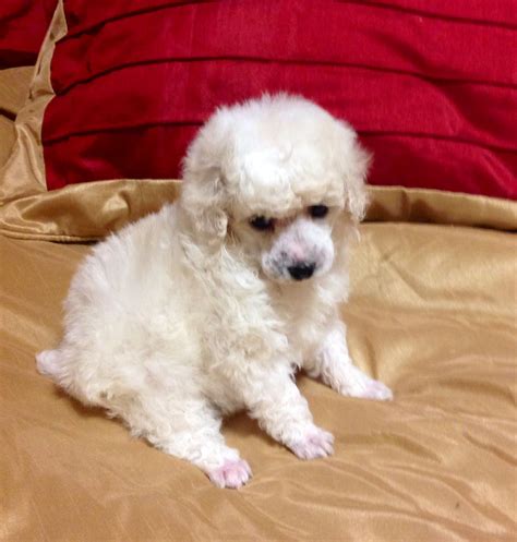 White Toy Poodle Puppies