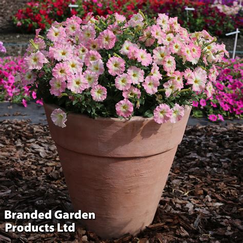 Petunia hybrida 'Alenka' F1 - Seeds | Van Meuwen