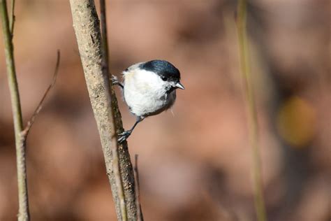 Буроголовая гаичка или пухляк (лат. Poecile montanus) | Flickr