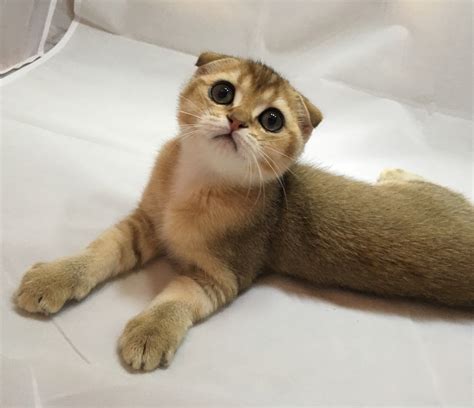 Шотландская вислоухая кошка золотая шиншилла - картинки и фото koshka.top