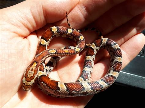 Gallery | Sciensational Sssnakes!! Animals, Shows, and Displays