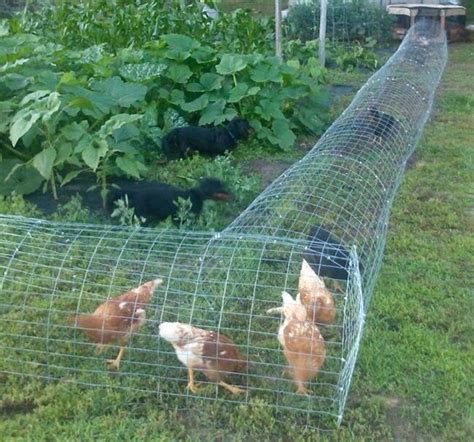 Курятник на 10 кур своими руками: зимний, летний, чертежи, размеры ...