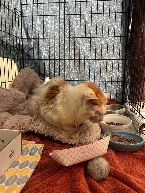 This Lynchburg humane society lynchburg va cat is very famous 14