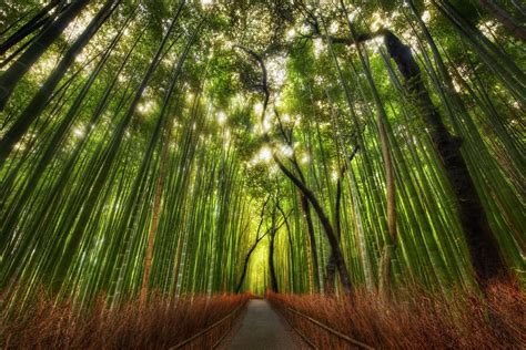 bamboo forest   great twitter lists  follow flickr
