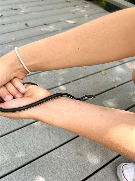 Ribbon snake and Pygmy rattlesnake (west central FL) : r/herpetology