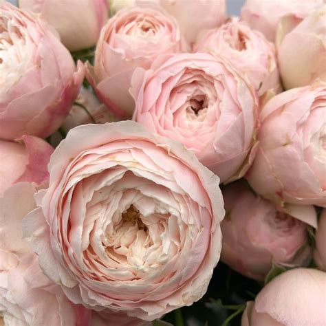 Mansfield Park (Мэнсфилд Парк), Vip Roses ⋆ rosenatali.ru