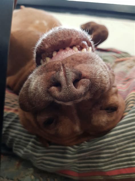 The extremely rare pitopatamous : r/pitbulls