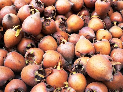 картинки : фрукты, Пища, производить, Осень, цветущее растение, Longan ...