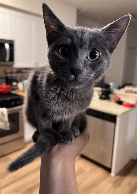 5025 best Ally Cat images on Pholder | Illegally Smol Cats, Aww and