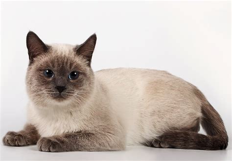 15 Best Hypoallergenic Cats - HubPages