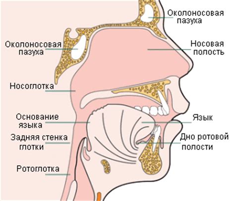 ЗЛОКАЧЕСТВЕННЫЕ ОПУХОЛИ НОСОГЛОТКИ