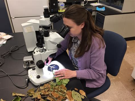 Plant Disease Clinic at Penn State provides diagnostic, management
