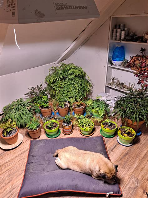 My indoor fern dell is slowly filling out. These are 15 different