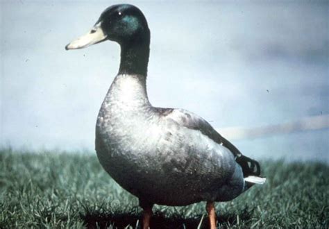 imagen gratis anas platyrhynchos pato silvestre aves de sexo