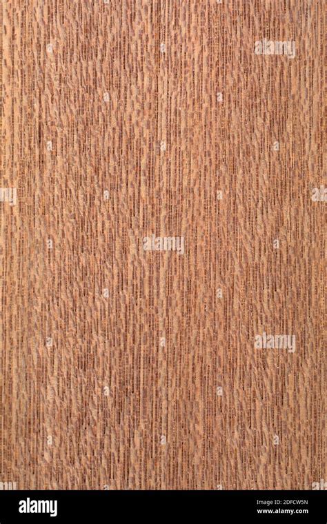 red meranti shorea spp stock photo alamy