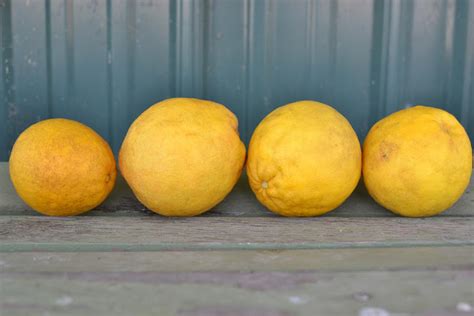 Our Neck of the Woods: Ponderosa Lemons