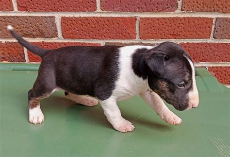 Boss Bull Terriers - Bull Terrier Puppies for Sale in Montgomery, AL