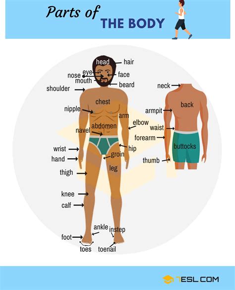 human body parts names  english  pictures esl