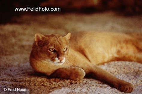 jaguarundi kittens | African wild cat, Small wild cats, Pretty cats