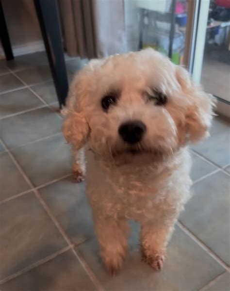 Clover - Bichon Frise Puppy for Sale in Severna Park, MD | Lancaster