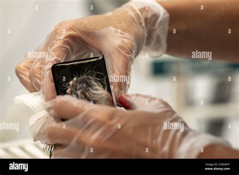 detecting and examining canine teeth health through X-ray diagnosis for ...