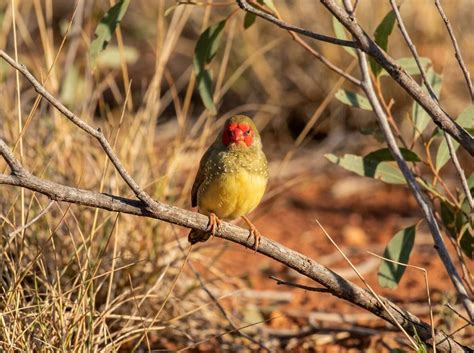 star finch breeds prices breeders care creatures