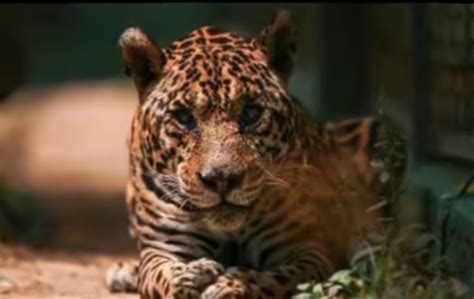 Quantos Anos Vive Uma Onça Pintada - Aos 25 anos, onça-pintada mais velha do mundo em cativeiro morre