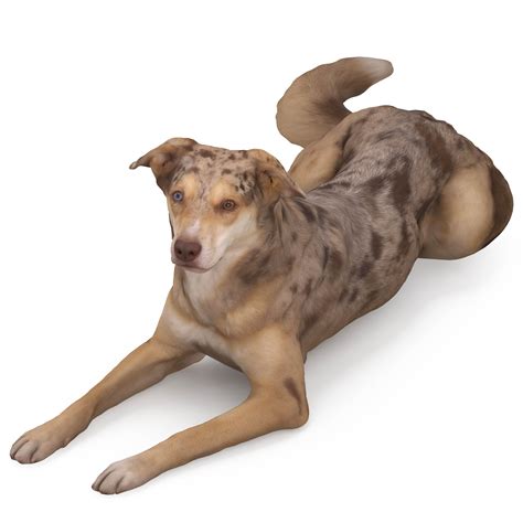 Metis 3d dog lying scanned 3d model - Renderbot