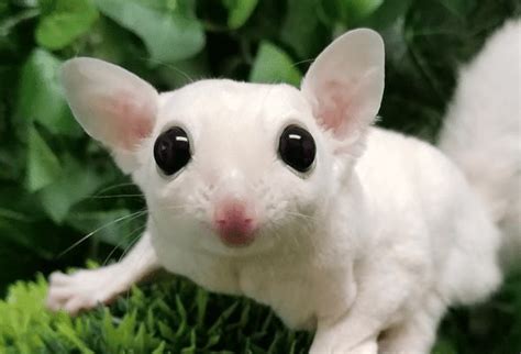 Types of Sugar Gliders | Different Breeds & Colors - The Doorstep