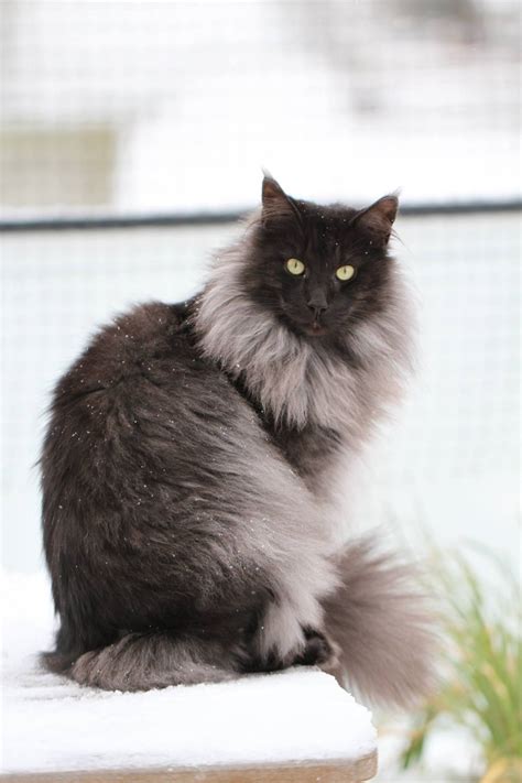 cat colours — black smoke