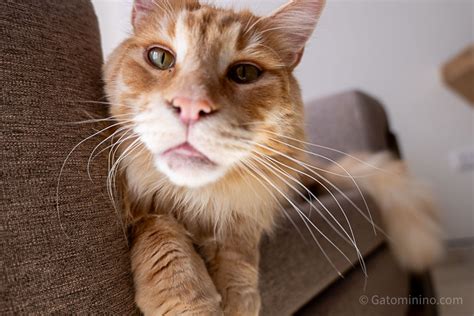 ¿Cómo Tratar A Un Gato Maine Coon?