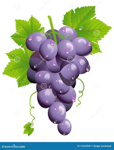 Grape cluster stock vector. Illustration of plant, green - 14162939