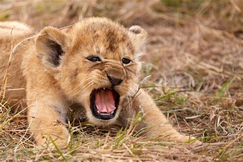 cute lion letting out its first roar : r/Lions
