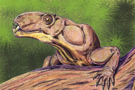 phthinosuchus wikiwand