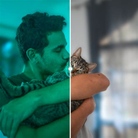 do cats have night vision 1