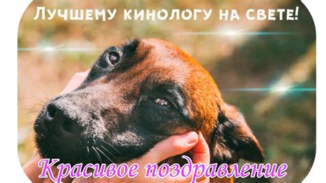 День кинолога, красивое поздравление с днем кинолога, - YouTube