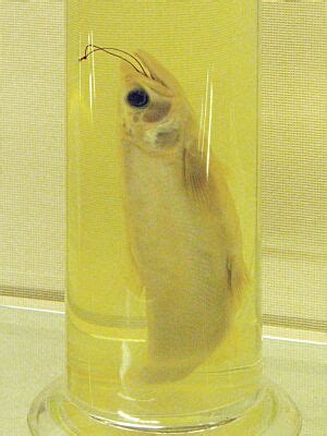 Oncorhynchus kawamurae Facts for Kids