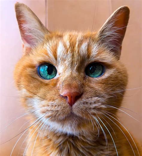 Cross Eyed Ginger Tabby Cat Stock Photo - Image of tabby, whiskers ...