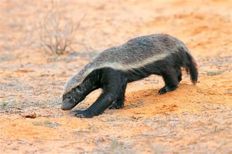 The Most "Hardcore" Animal In The World?