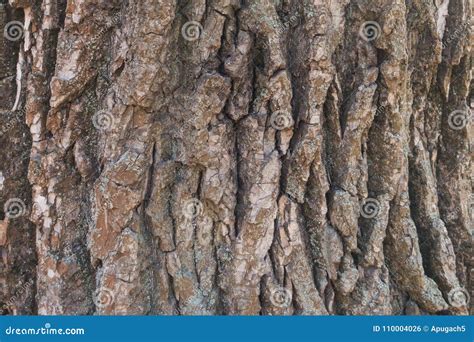 Texture of Cottonwood Black Poplar Tree Bark Stock Photo - Image of ...