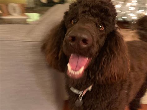 Tips to Help a Skittish Standard Poodle Feed Better About Houseguests