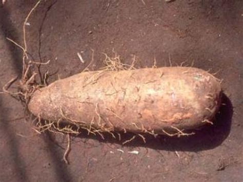 Yam | Infonet Biovision Home.